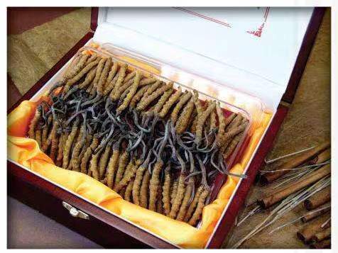 锡林郭勒冬虫夏草回收